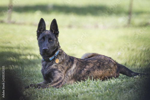 Foto Dog in grass on alert, Belgian Malinois or Dutch Shepherd young dog with collar