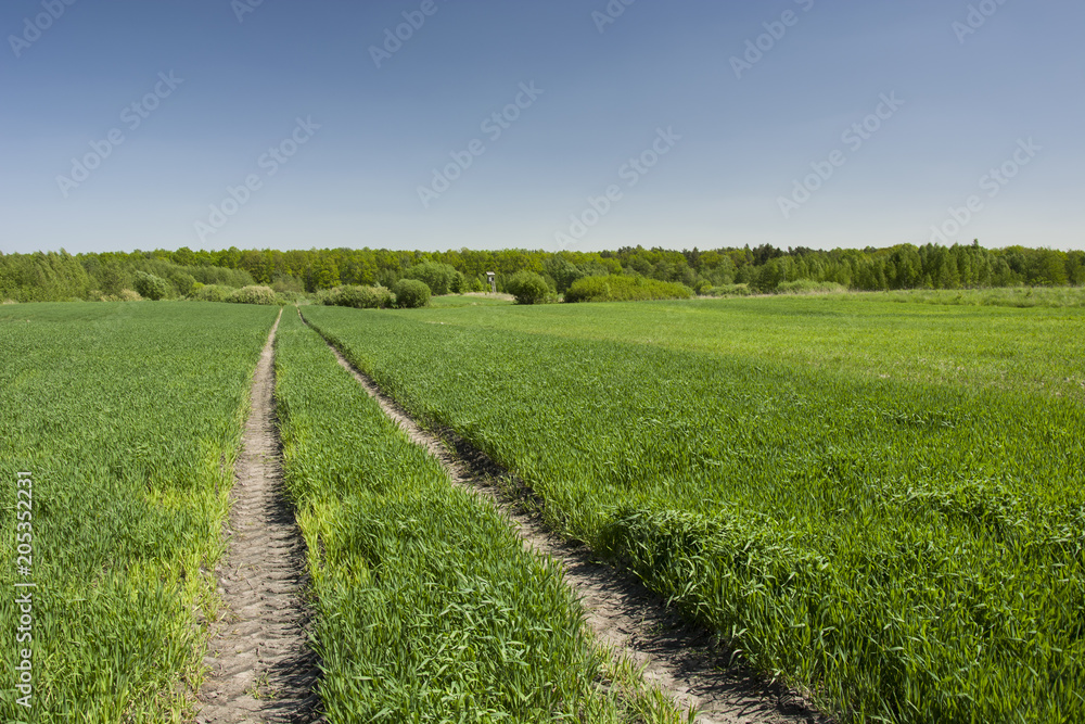 Tractor tracks in the green field