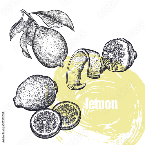Realistic illustration of lemon fruit isolated on white background.