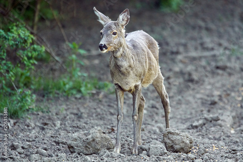 Roe deer by the forest