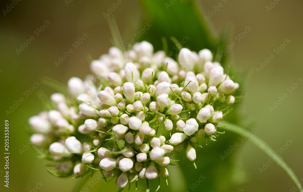 Closeup of white flowers Closeup of white flowers