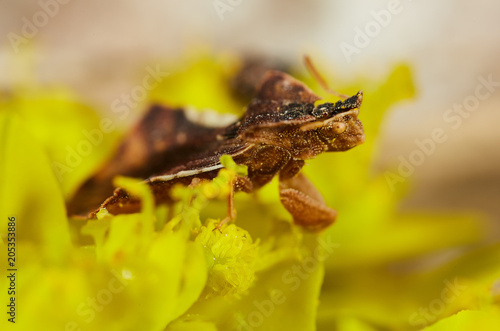 Predatory brown insect © Xalanx