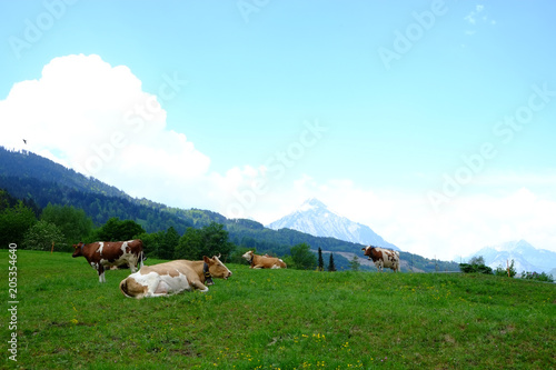 Milchrinder auf einer Wiese vor den Bergen (CH)