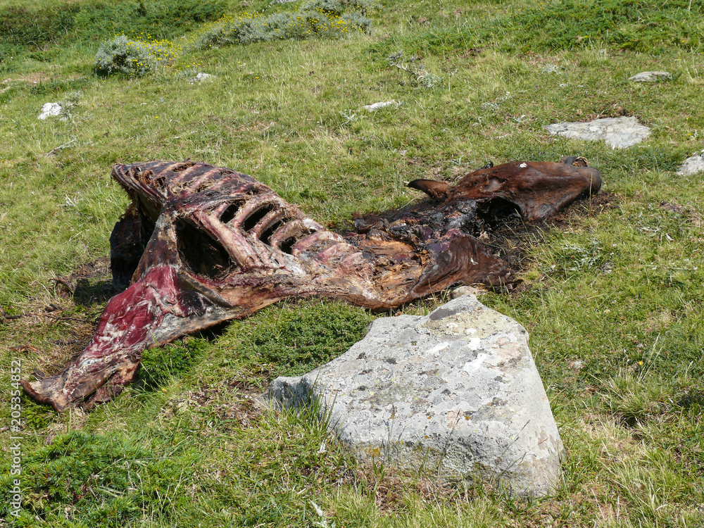 Dead horse body laying on a meadow along the way to Punta la Marmora, Gennargentu National Parks in Sardinia, Italy Dead horse body laying on a meadow along the way to Punta la Marmora, Gennargentu National Parks in Sardinia, Italy
