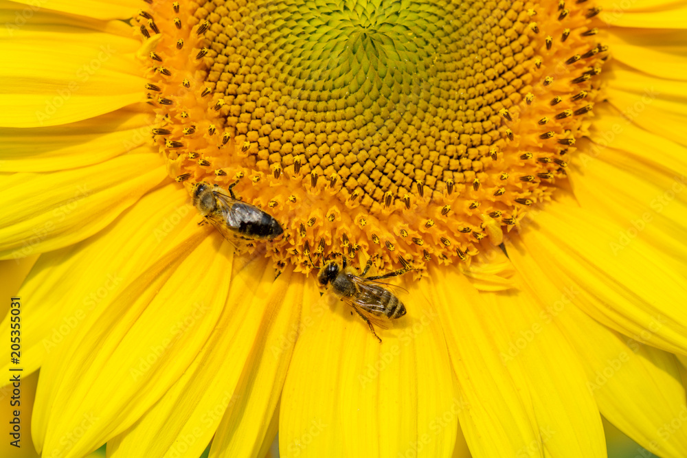 Bee collects nectar from a sunflower flower close up background, banner for website. Free space for your text. Bee collects nectar from a sunflower flower close up background, banner for website. Free space for your text.