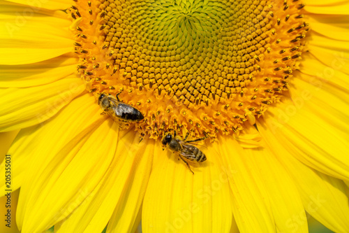 Bee collects nectar from a sunflower flower close up background, banner for website. Free space for your text.