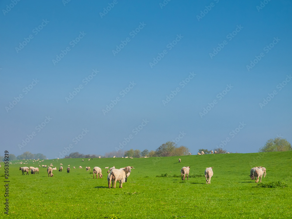 Sheep on a dike of the Elbe River in Haseldorfer Marsch, Schleswig Holstein, Germany, Europe