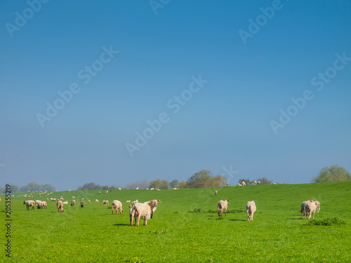 Sheep on a dike of the Elbe River in Haseldorfer Marsch, Schleswig Holstein, Germany, Europe