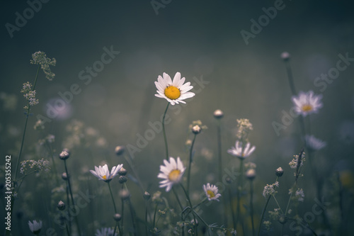 Fototapeta Naklejka Na Ścianę i Meble -  Marguerite commune