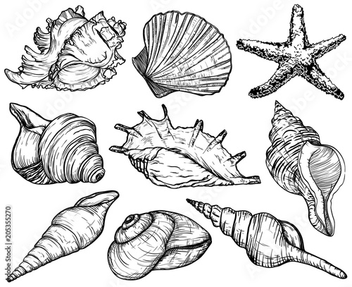 Set with seashells and starfish, sea mollusk collection