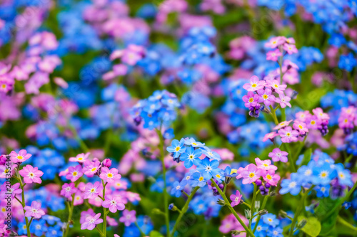 blue and pink forget-me-nots flowers on the green background