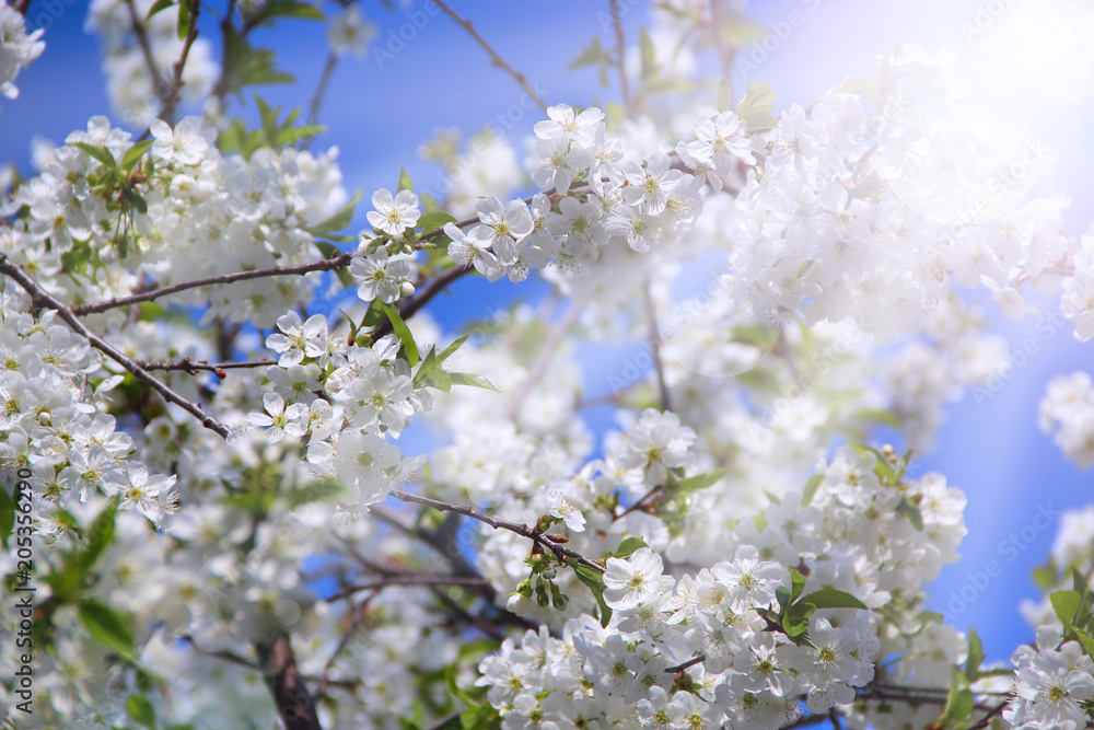 Blossoming cherry tree in sunny rays. White flowers. Blooming garden