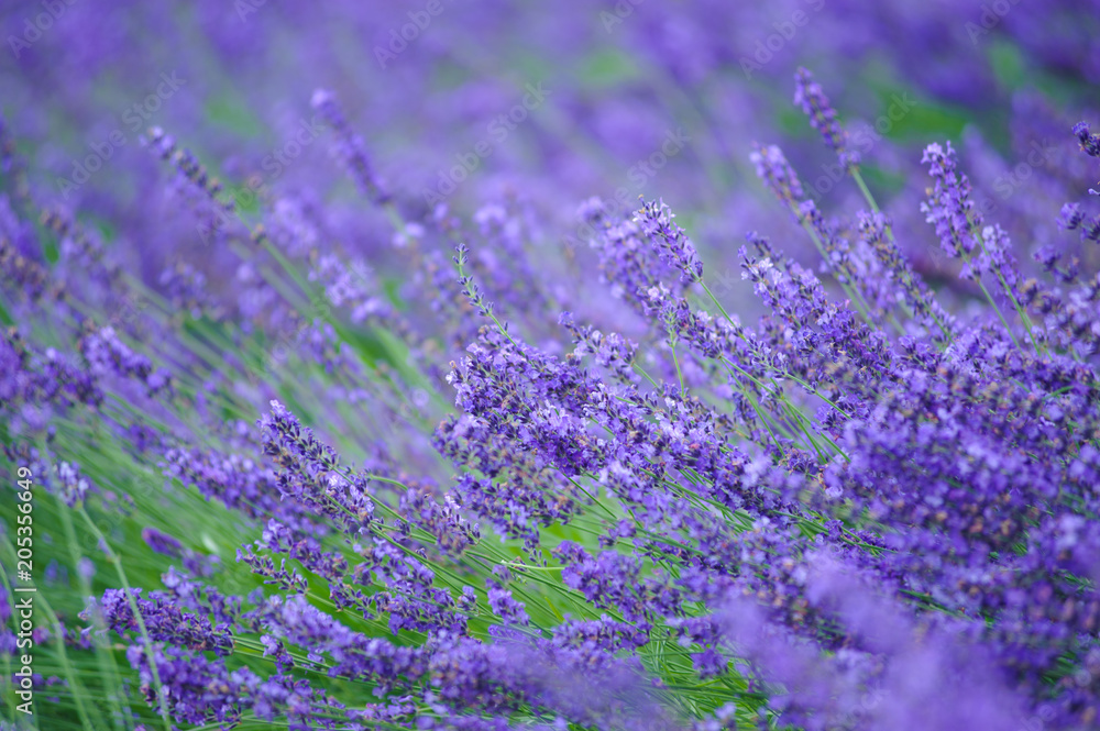 Obraz premium Lavender field