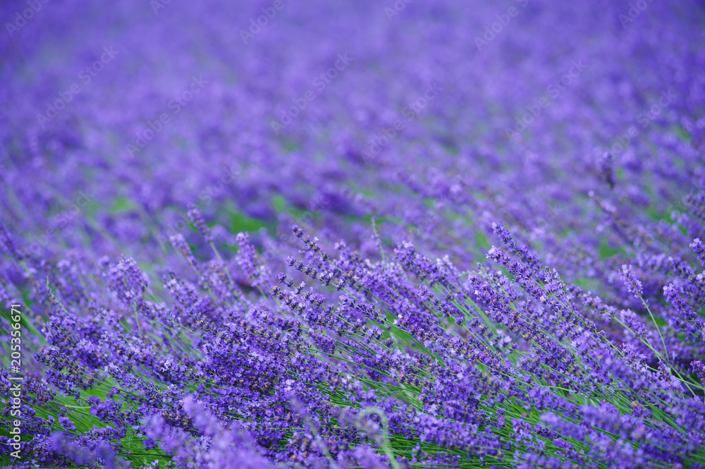 Fototapeta premium Lavender field