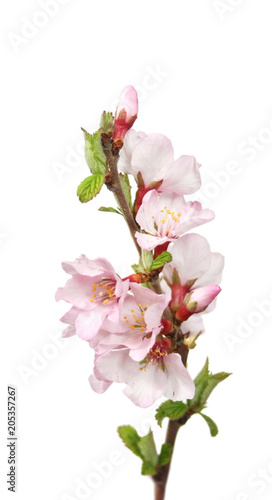 Branch of blossoming tree isolated on white