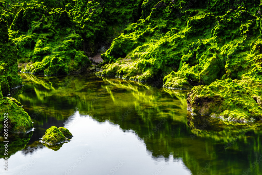 layer of green algae on the rocks layer of green algae on the rocks