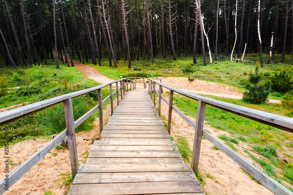 wooden walkway towards the forest wooden walkway towards the forest