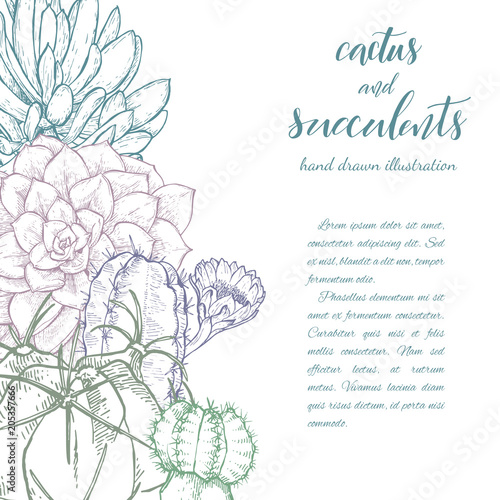 Sketch linear cactus ans succulents