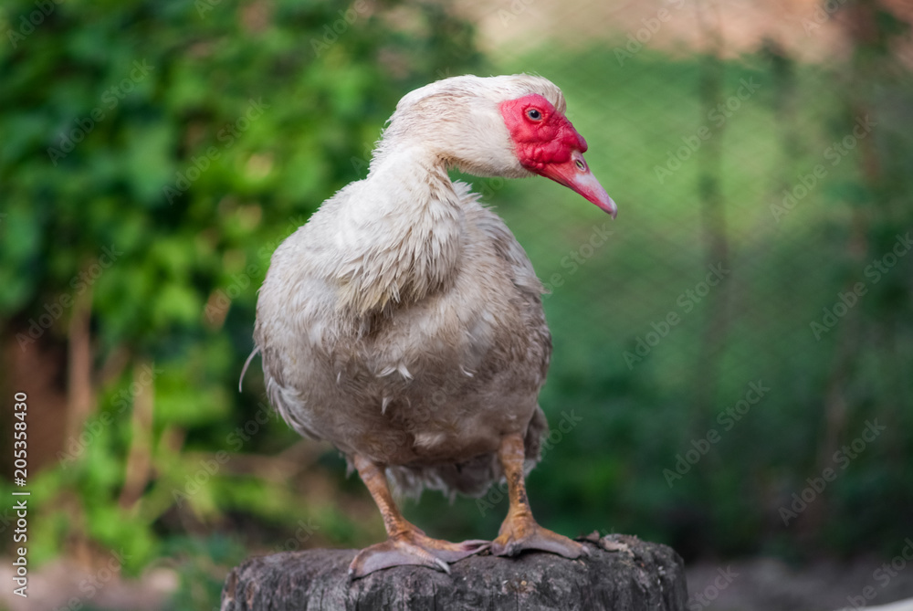 Duck close up portrait , painting like photo of white swan , duck, website material Duck close up portrait , painting like photo of white swan , duck, website material