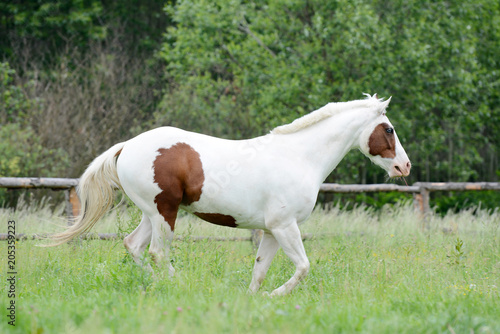 Beautiful piebald young horse running in the field. © Alena