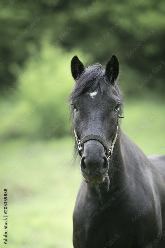 Cheval noir en portrait