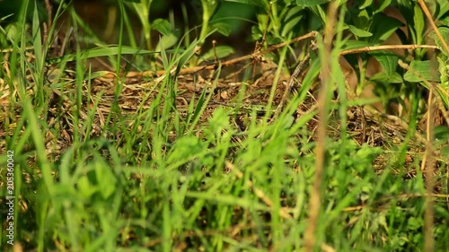 Sand lizard on the hunt. Sand lizard in the sun. 13 photo