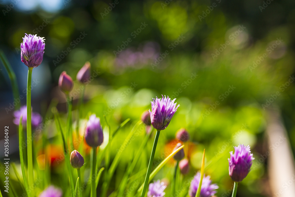 Blooming young chives in the garden. Blooming young chives in the garden.