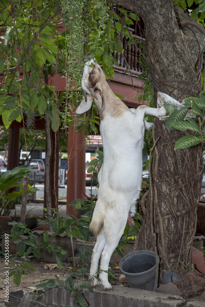 Goat Eating Stuff