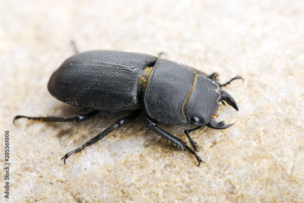 Balkenschröter (Dorcus parallelipipedus)