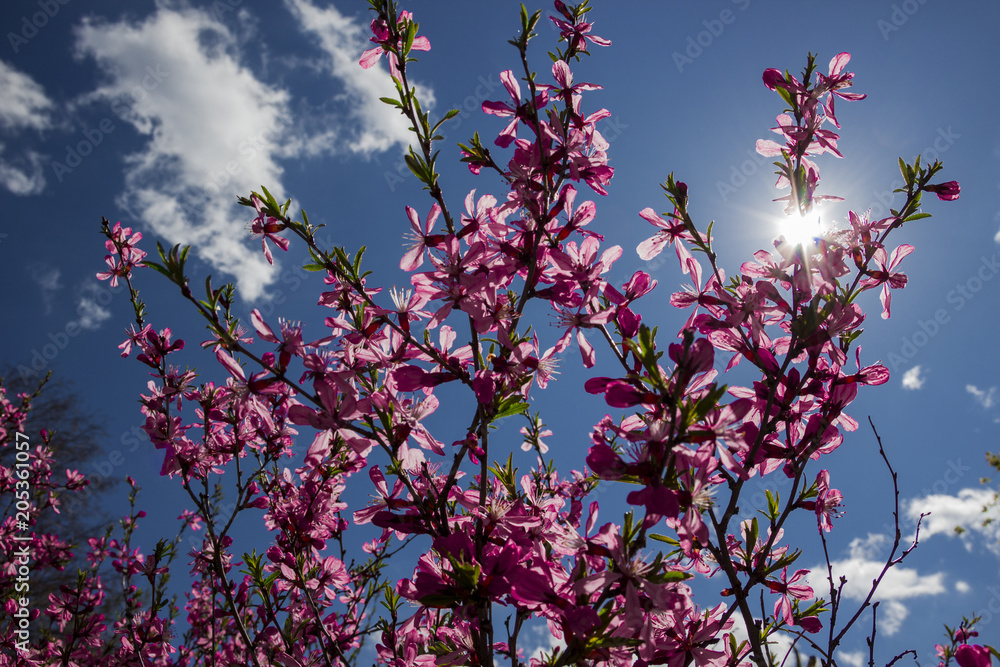 Obraz premium blossoming Sakura in may