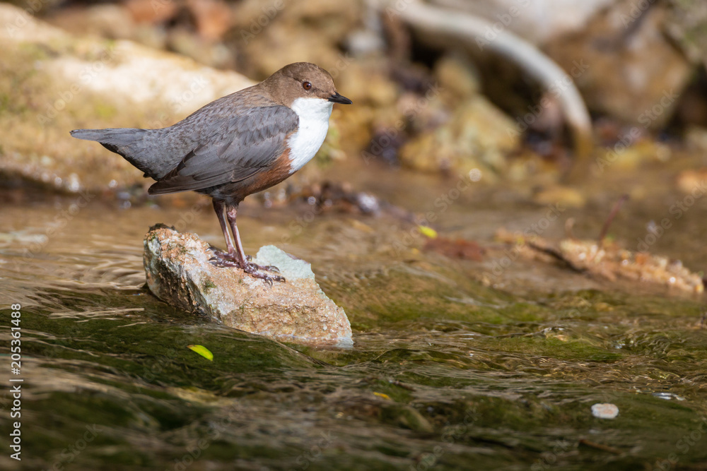 Wasseramsel Wasseramsel