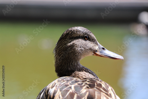 Pato en un estanque o lago
