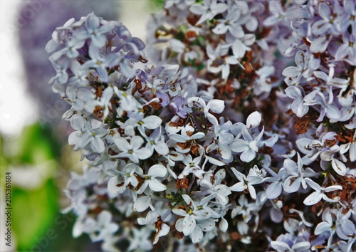 Blossoming branch of a lilac