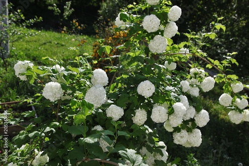Blossoming branch of a white lilac