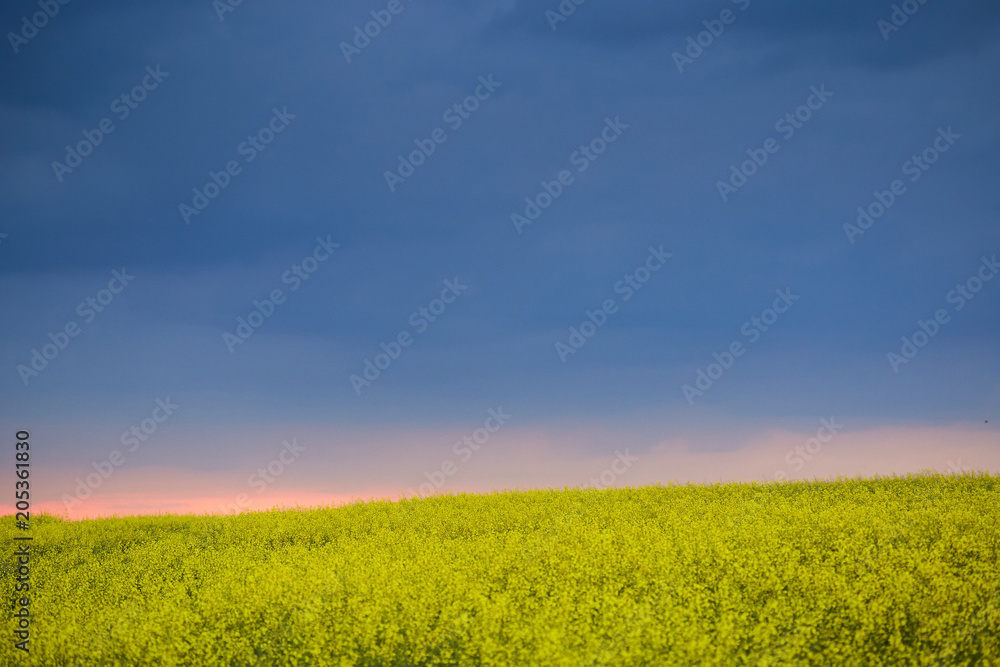 field green yellow against a background of thunderclouds.