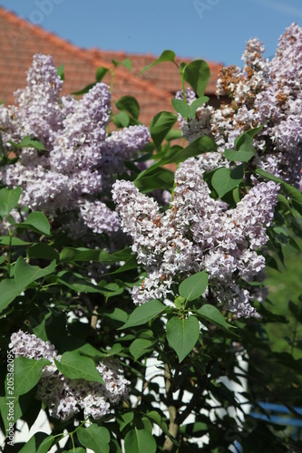 Blossoming branch of a lilac