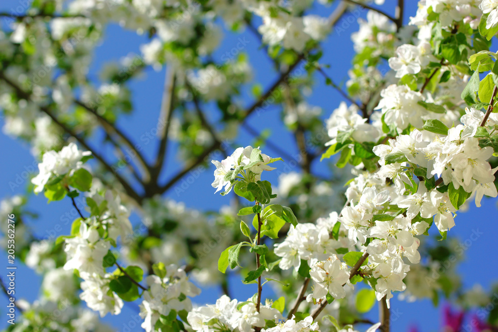 Apple-tree flowers on sky background of a spring garden