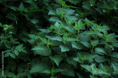 Natural herbal medicine background - bunch of common nettle (Urtica dioica) in close-up.