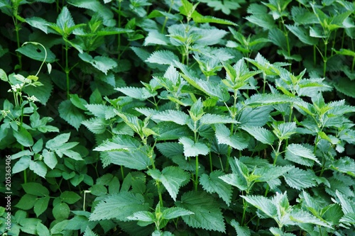 Natural herbal medicine background - bunch of common nettle (Urtica dioica) in close-up.