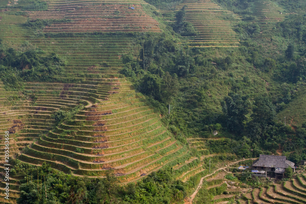 Ricefields in harvesting season in the mountains near Sapa, in the North of Vietnam