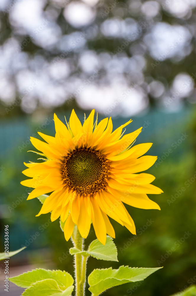 Fototapeta premium Close-up beautiful yellow sunflower against blue sky