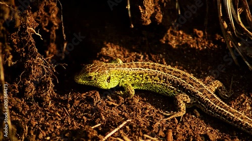 Sand lizard. Lacerta agilis in the sun. Sand lizard on the hunt. 28 photo
