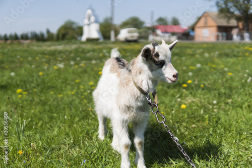 Close up black and white baby goat on a chain against grass flowers building on a background. White ridiculous kid is grazed on a farm, on a green grass. Animal. Agriculture. Pasture. photo