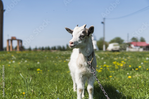 Close up black and white baby goat on a chain against grass flowers building on a background. White ridiculous kid is grazed on a farm, on a green grass. Animal. Agriculture. Pasture. photo