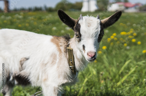 Close up black and white baby goat on a chain against grass flowers building on a background. White ridiculous kid is grazed on a farm, on a green grass. Animal. Agriculture. Pasture. photo