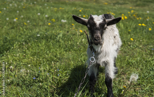 Black and white baby goat on a chain against grass and flowers on a background. White ridiculous kid is grazed on a farm, on a green grass. Animal. Agriculture. Pasture. photo