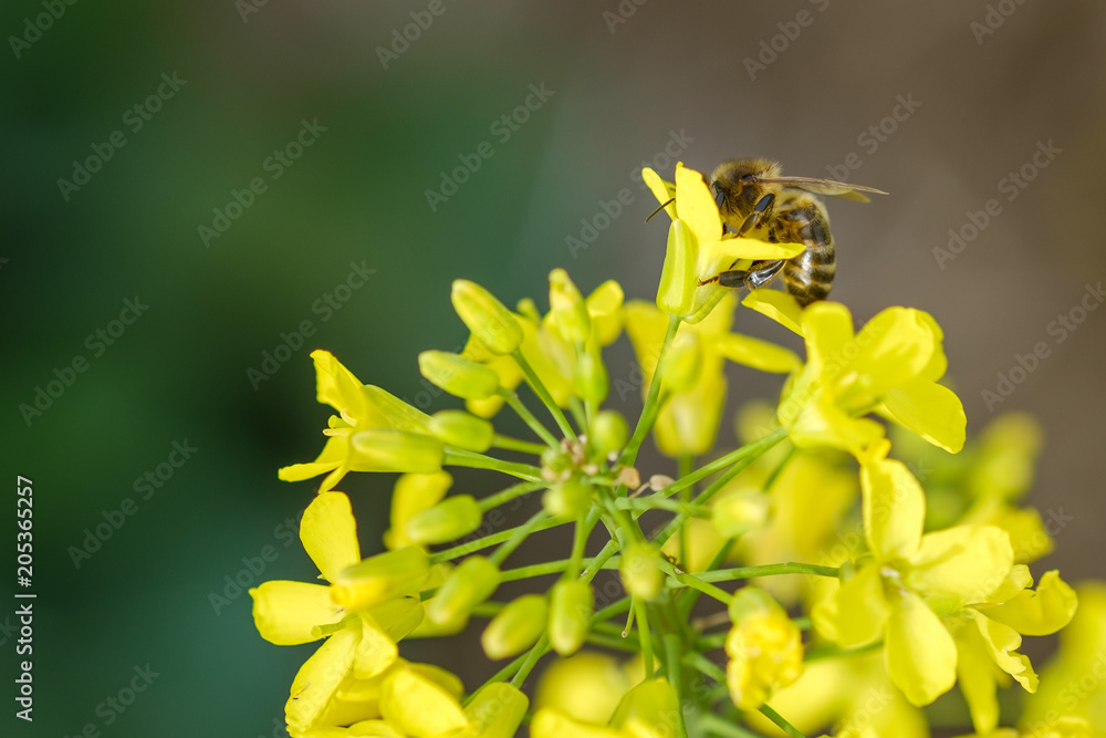 Une abeille sur les fleurs de colza (canola).