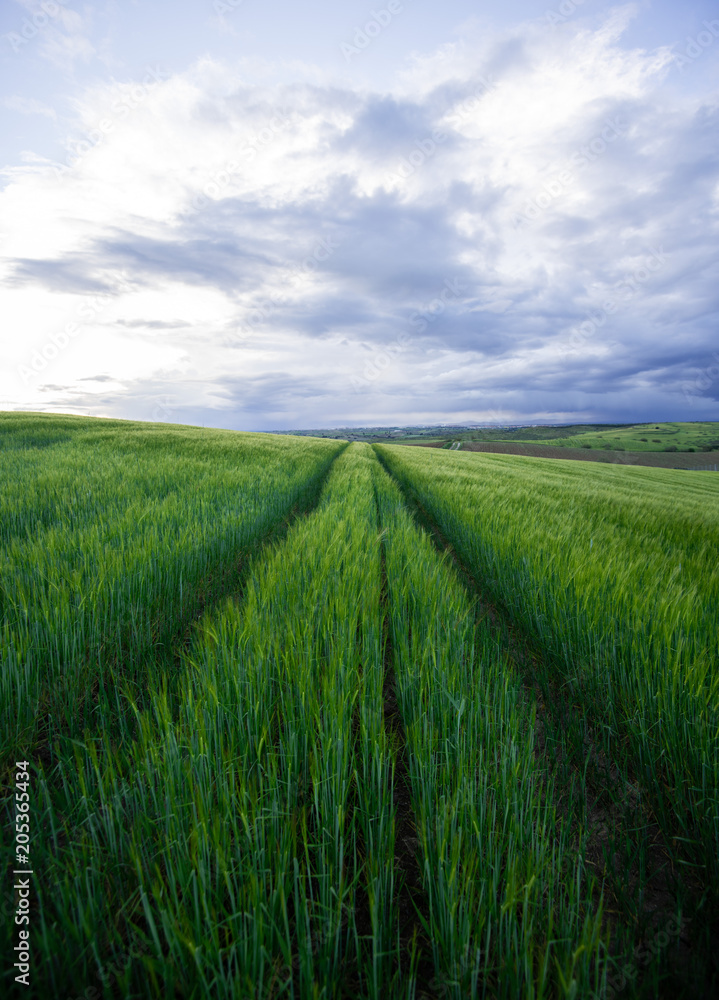 Obraz premium Field of wheat in spring