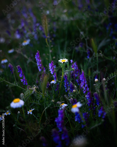 Flowers in the spring