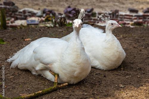 Two white peacocks